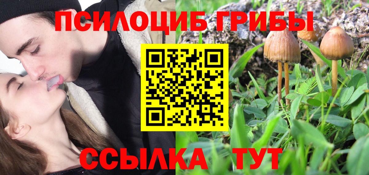 Псилоцибиновые грибы Psilocybe Ленинск-Кузнецкий